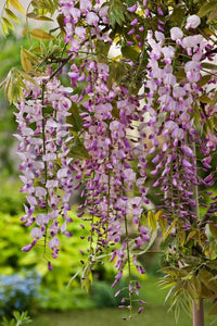 Japanese Wisteria Rosea (Wisteria floribunda) - Ladybird Nursery