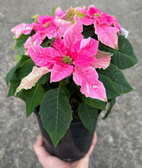Princettia 'Sparkling Rose'