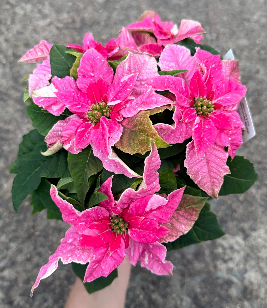 Princettia 'Sparkling Rose'