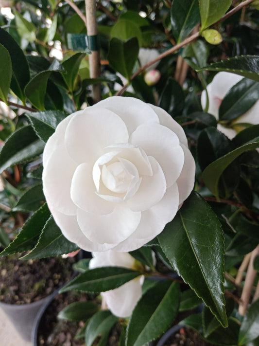 Sasanqua Camellia Early Pearly (Camellia sasanqua) - Ladybird Nursery