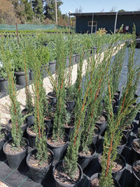Italian Cypress Glauca (Cupressus sempervirens)