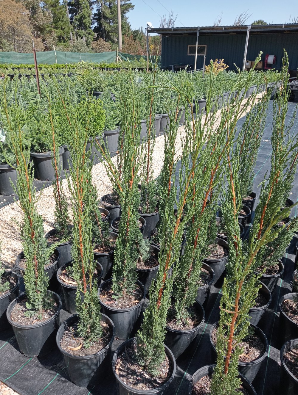 Italian Pencil Pine Glauca (Cupressus sempervirens)