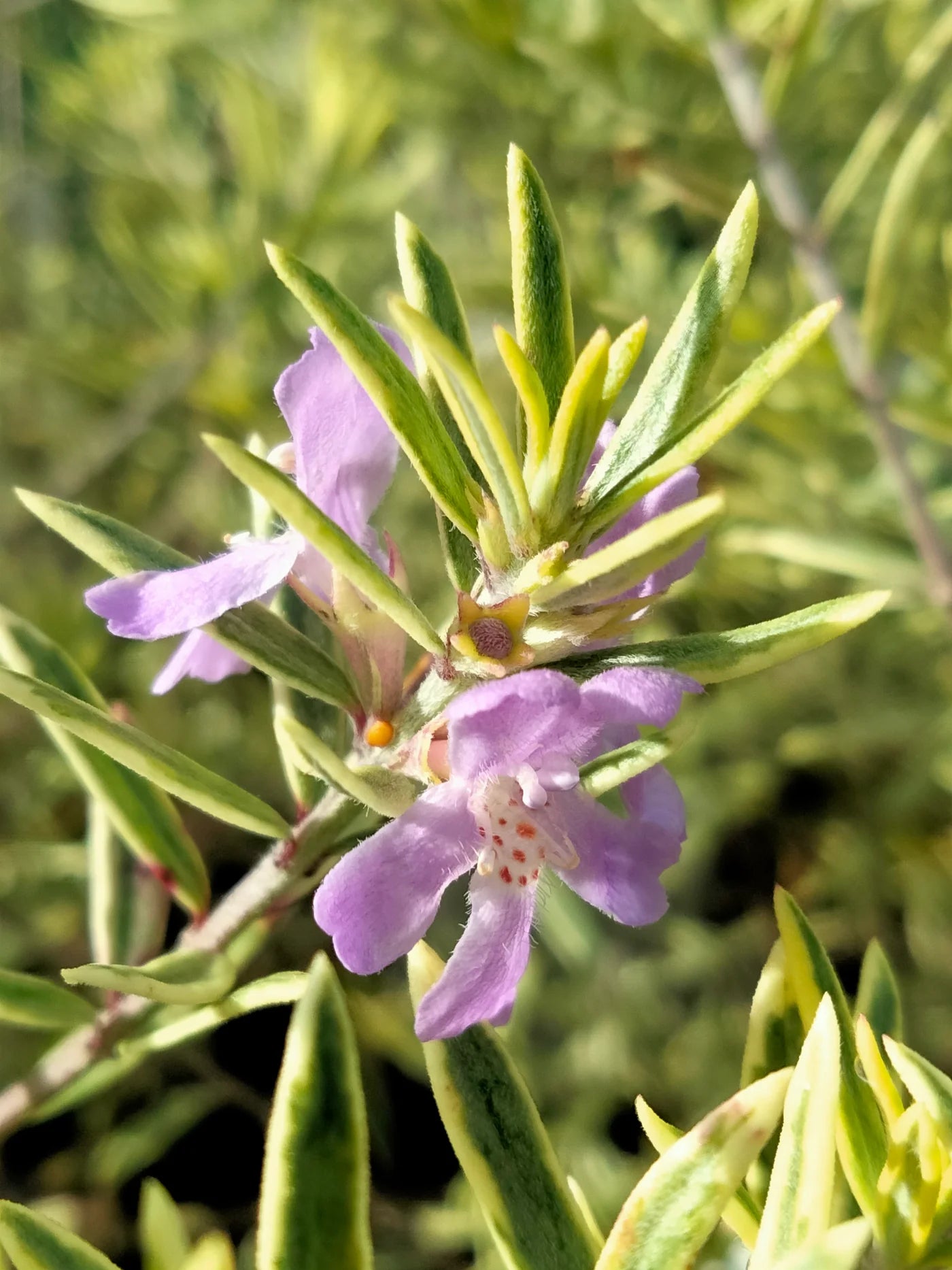 Coastal Rosemary Lilac and Lace (Westringia brevifolia) - Ladybird Nursery