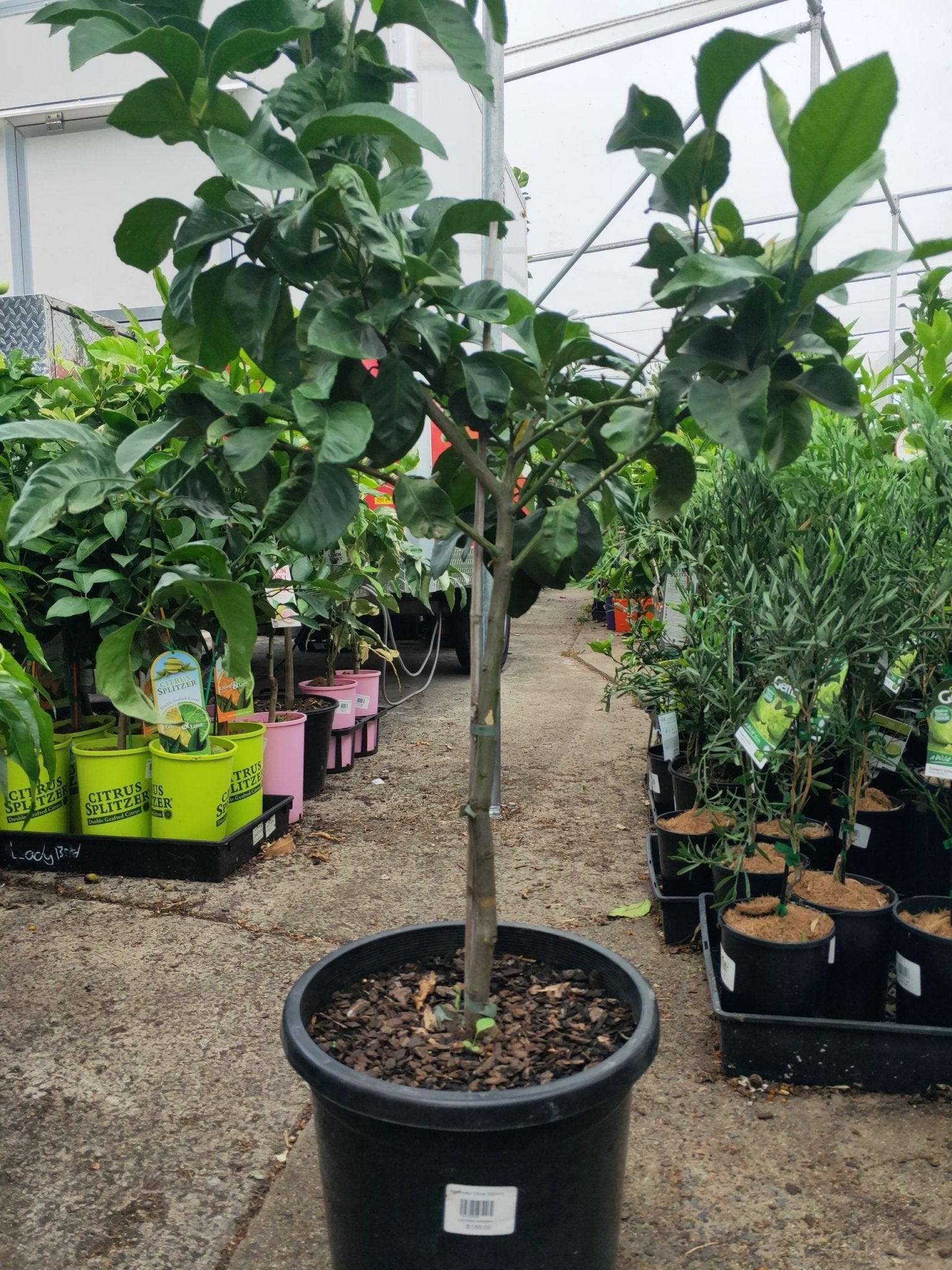 Advanced Lemon Eureka Tree 400mm/45Ltr Pot, PICK UP ONLY - Ladybird Nursery