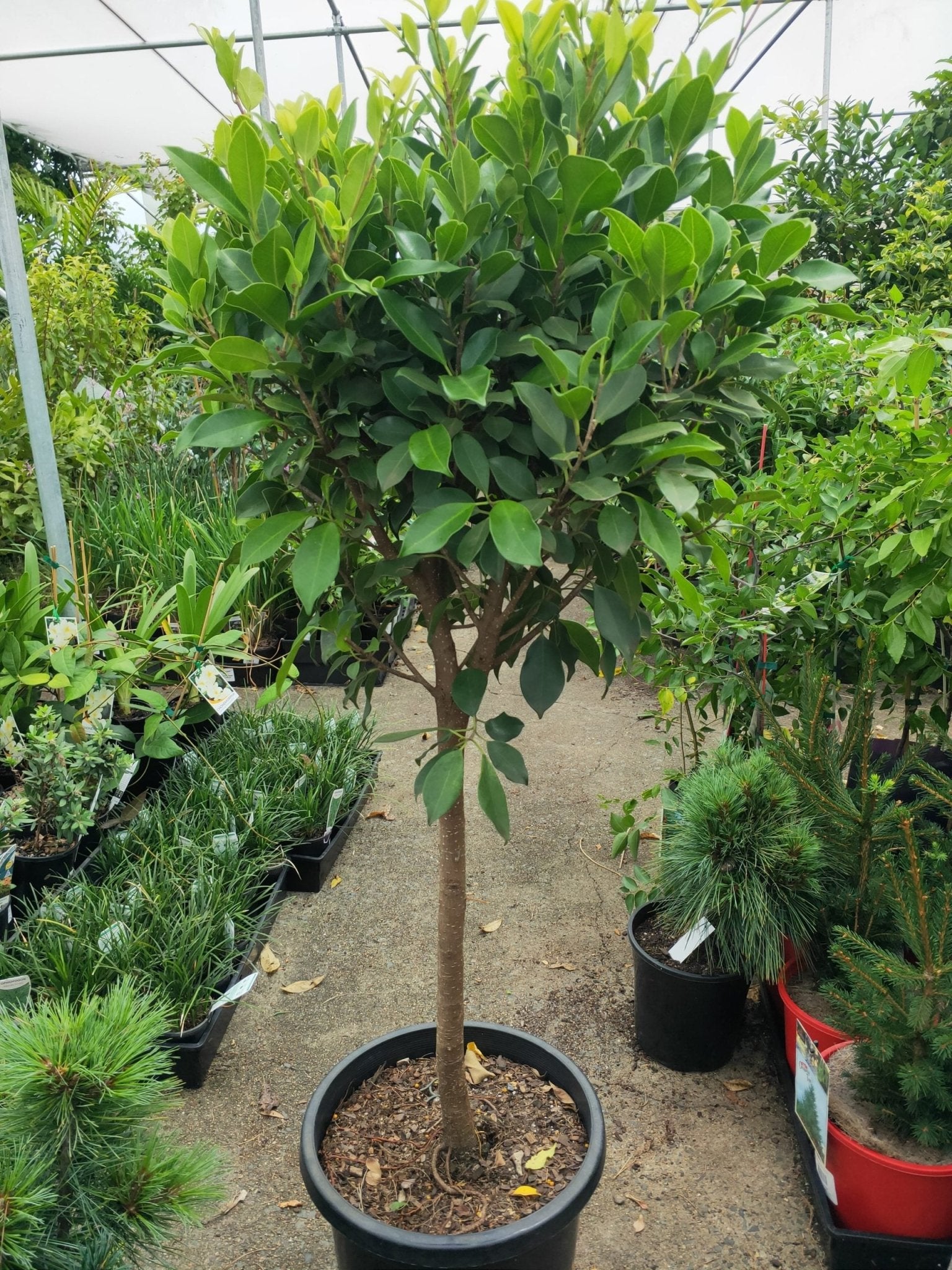 Ficus Topiary 300mm pot,1m high PICK UP ONLY - Ladybird Nursery