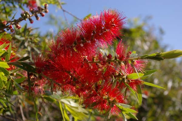 Weeping Bottlebrush Wildfire (Callistemon viminalis) - Ladybird Nursery