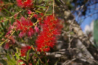 Weeping Bottlebrush Little Silver (Callistemon viminalis)
