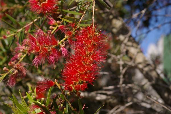 Weeping Bottlebrush Little Silver (Callistemon viminalis) - Ladybird Nursery