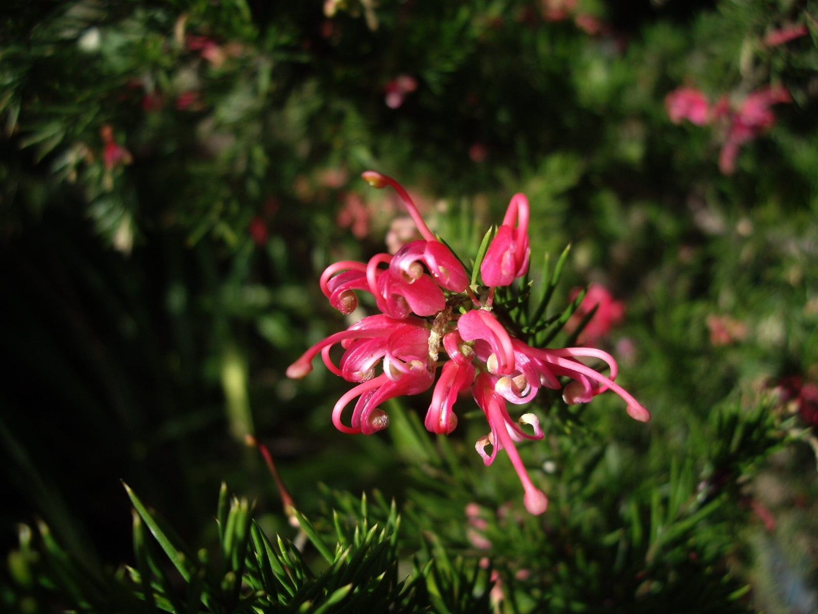 Grevillea Pink Pearl - Ladybird Nursery
