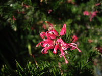 Grevillea Pink Pearl