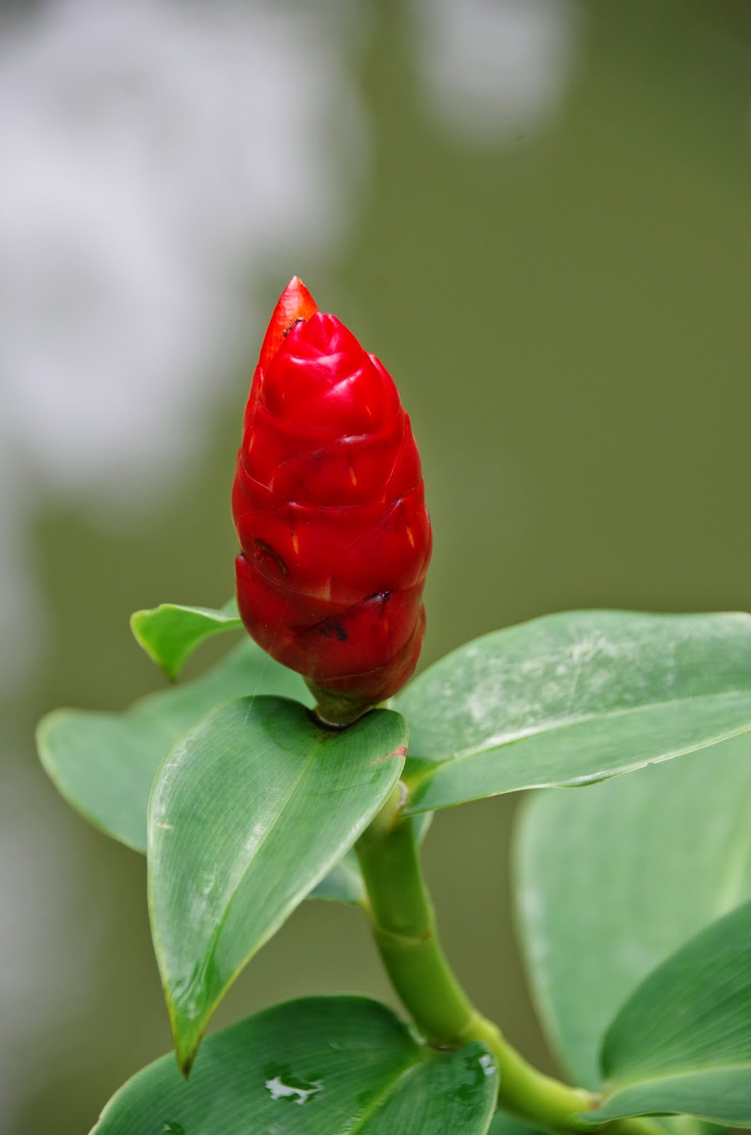 Indian Head Ginger (Costus spicatus)