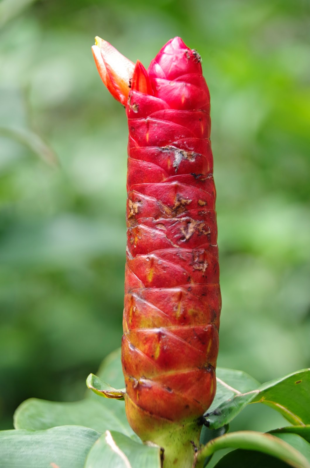 Indian Head Ginger Pink Indianhead (Costus spiralis)