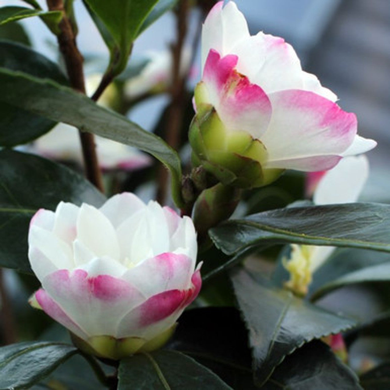 Sasanqua Camellia Paradise Blush (Camellia sasanqua)