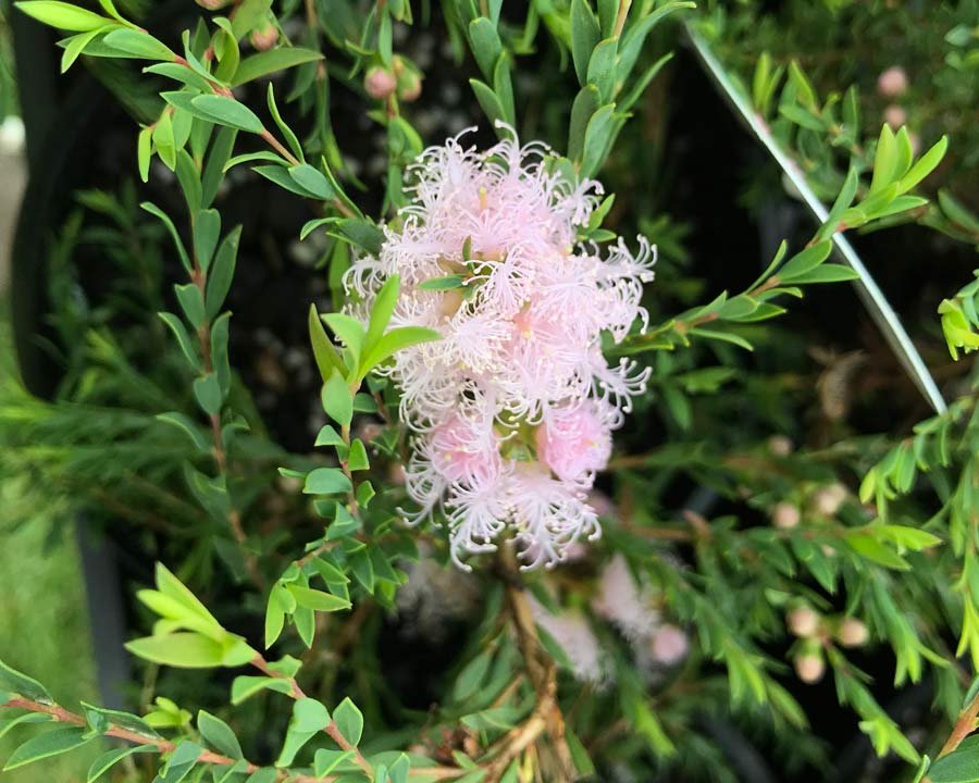 Thyme Honey Myrtle ‘Pink Lace’ (Melaleuca thymifolia) - Ladybird Nursery