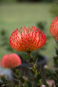 Leucospermum cordifolium - Ladybird Nursery