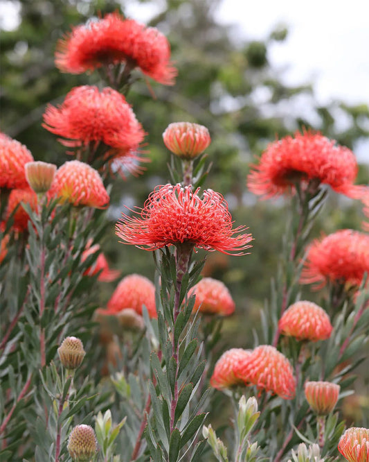 Leucospermum ‘So Exquisite’ - Ladybird Nursery