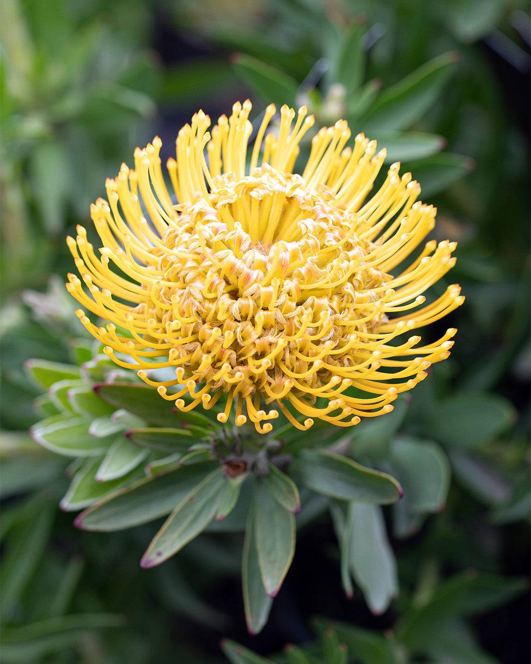 Leucospermum ‘So Majestic’ - Ladybird Nursery
