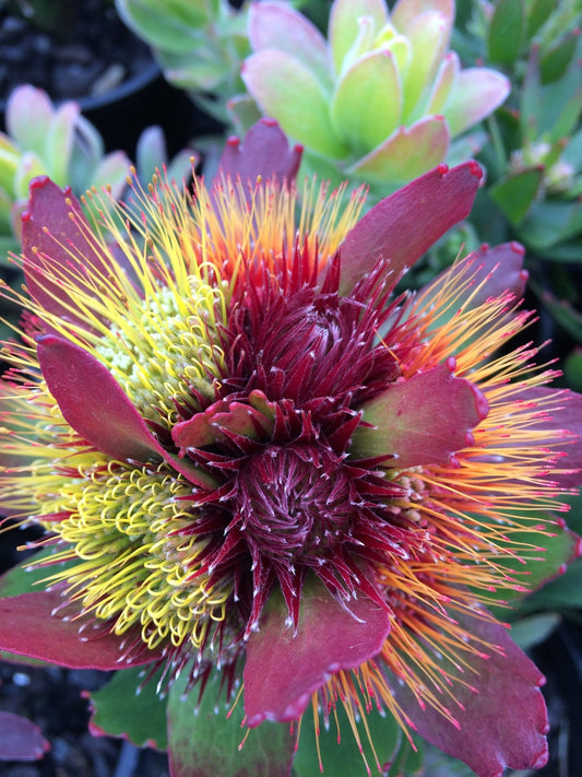 Leucospermum ‘Calypso Red’ - Ladybird Nursery