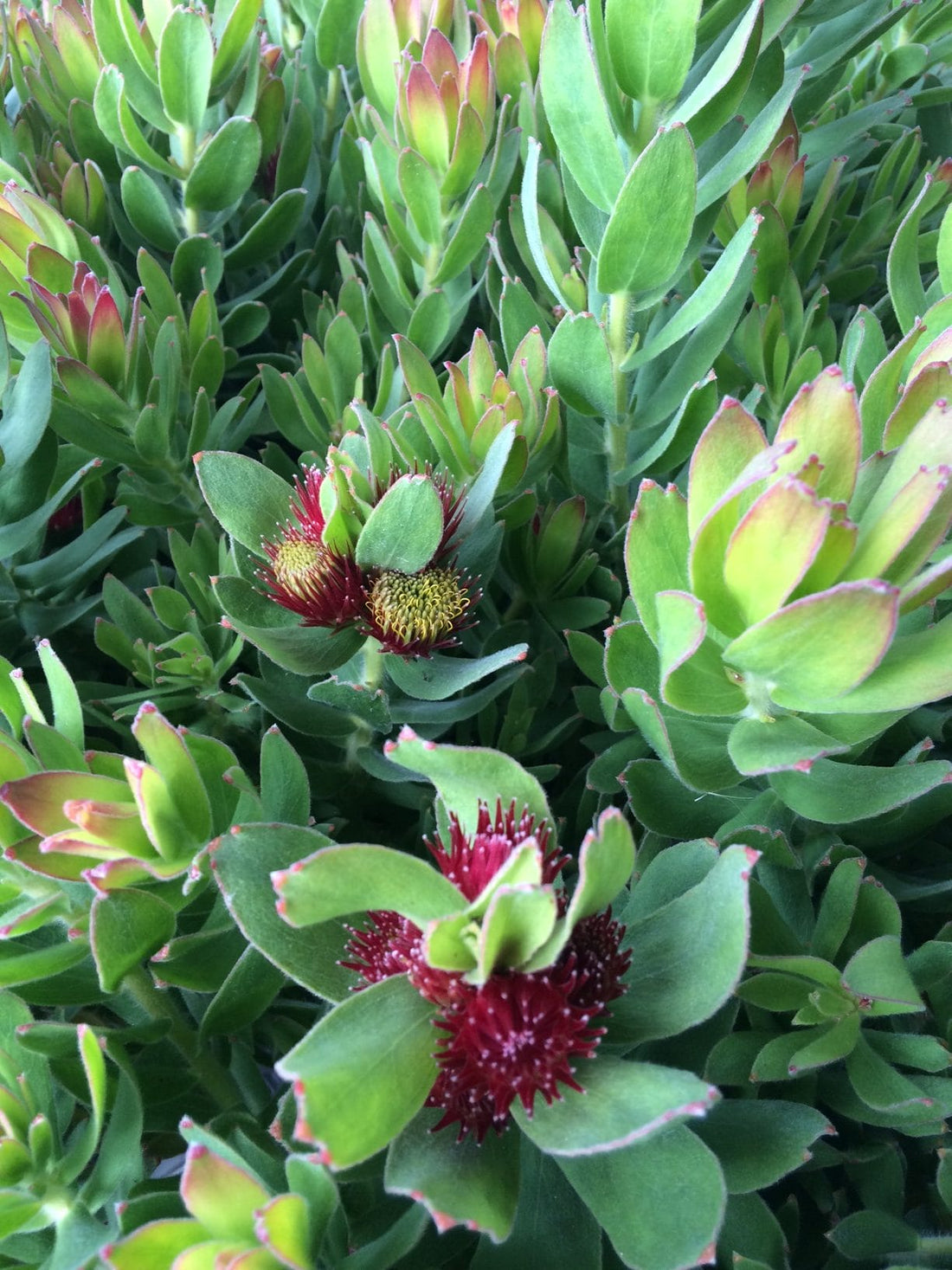 Leucospermum ‘Calypso Red’ - Ladybird Nursery