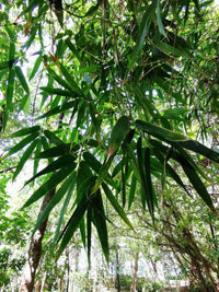 Buho Bamboo (Schizostachyum lumampao) - Ladybird Nursery