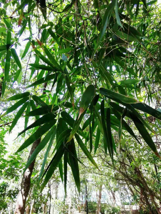 Buho Bamboo (Schizostachyum lumampao) - Ladybird Nursery