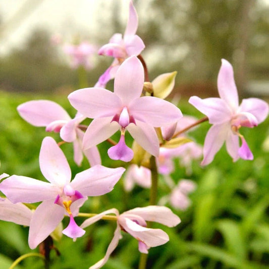 Ground Orchid Pink (Spathoglottis) - Ladybird Nursery