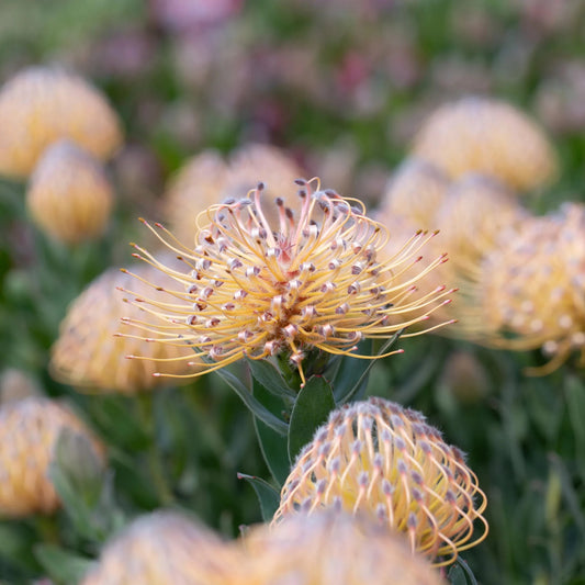 Leucospermum 'Carnival Peach' - Ladybird Nursery