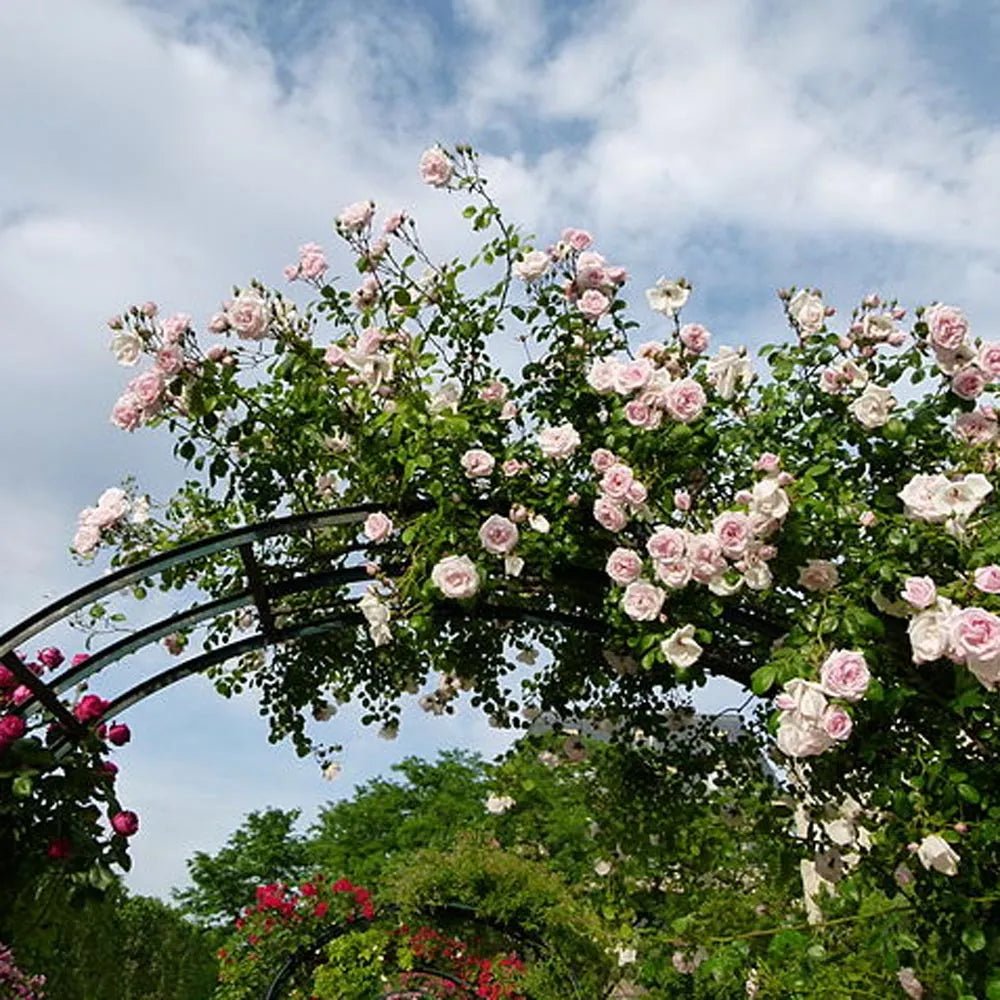 Rose ‘New Dawn’ - Ladybird Nursery
