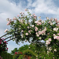 Rose ‘New Dawn’ - Ladybird Nursery