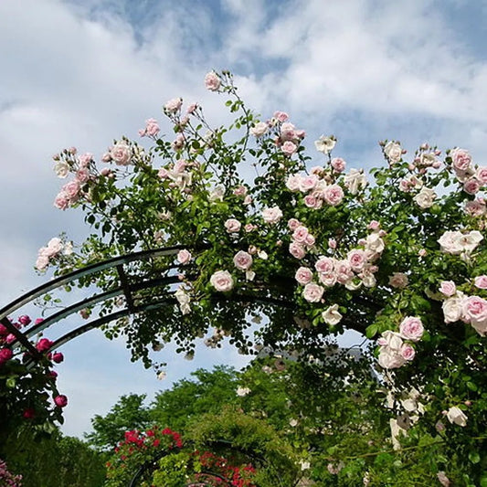 Rose ‘New Dawn’ - Ladybird Nursery