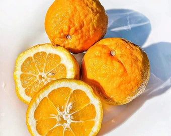 Seville Orange 'Rough Skin' (QLD Only)