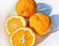 Seville Orange 'Rough Skin' (QLD Only)