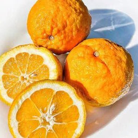Seville Orange 'Rough Skin' (QLD Only) - Ladybird Nursery