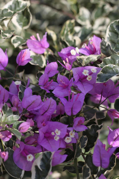 Bougainvillea Evita (Bougainvillea glabra)