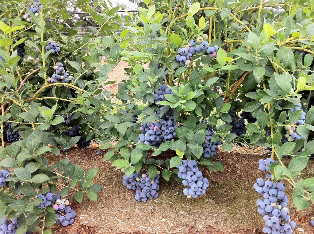 Blueberry 'Brightwell' - Ladybird Nursery