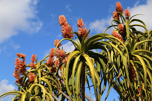 Tree Aloe (Aloe bainesii)