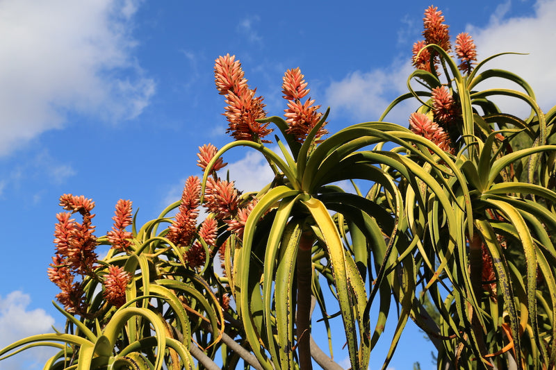Tree Aloe (Aloe bainesii)