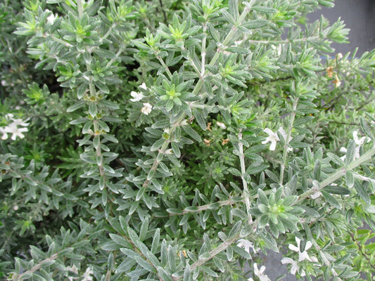 Coastal Rosemary Silver Lining (Westringia brevifolia)