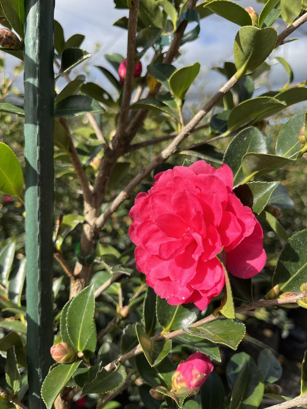 Sasanqua Camellia Exotic Jewel (Camellia sasanqua)
