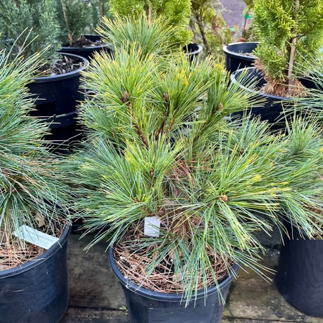 Himalayan Pine ‘Moidart’ (Pinus wallichiana)