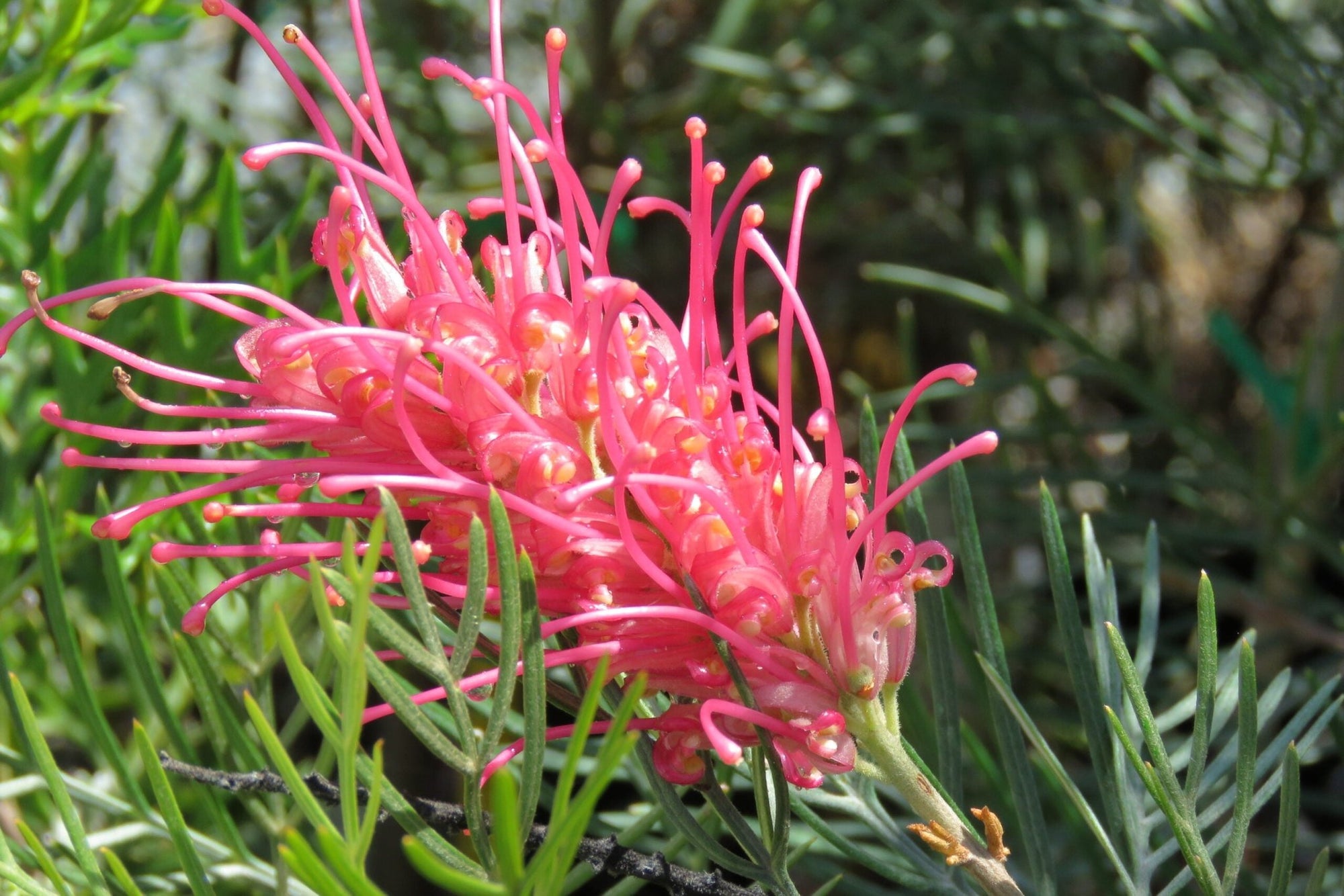Grevillea 'Lollypops' - Ladybird Nursery