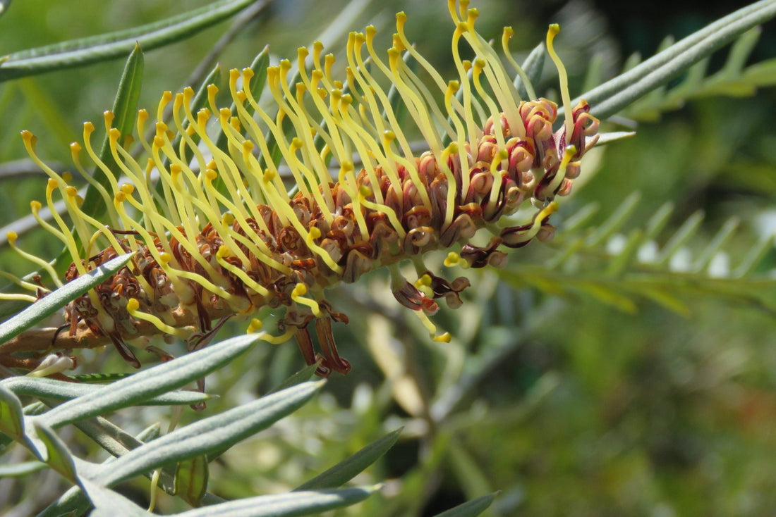 Grevillea Strawberry Blonde - Ladybird Nursery