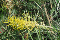 Grevillea Yamba Sunshine