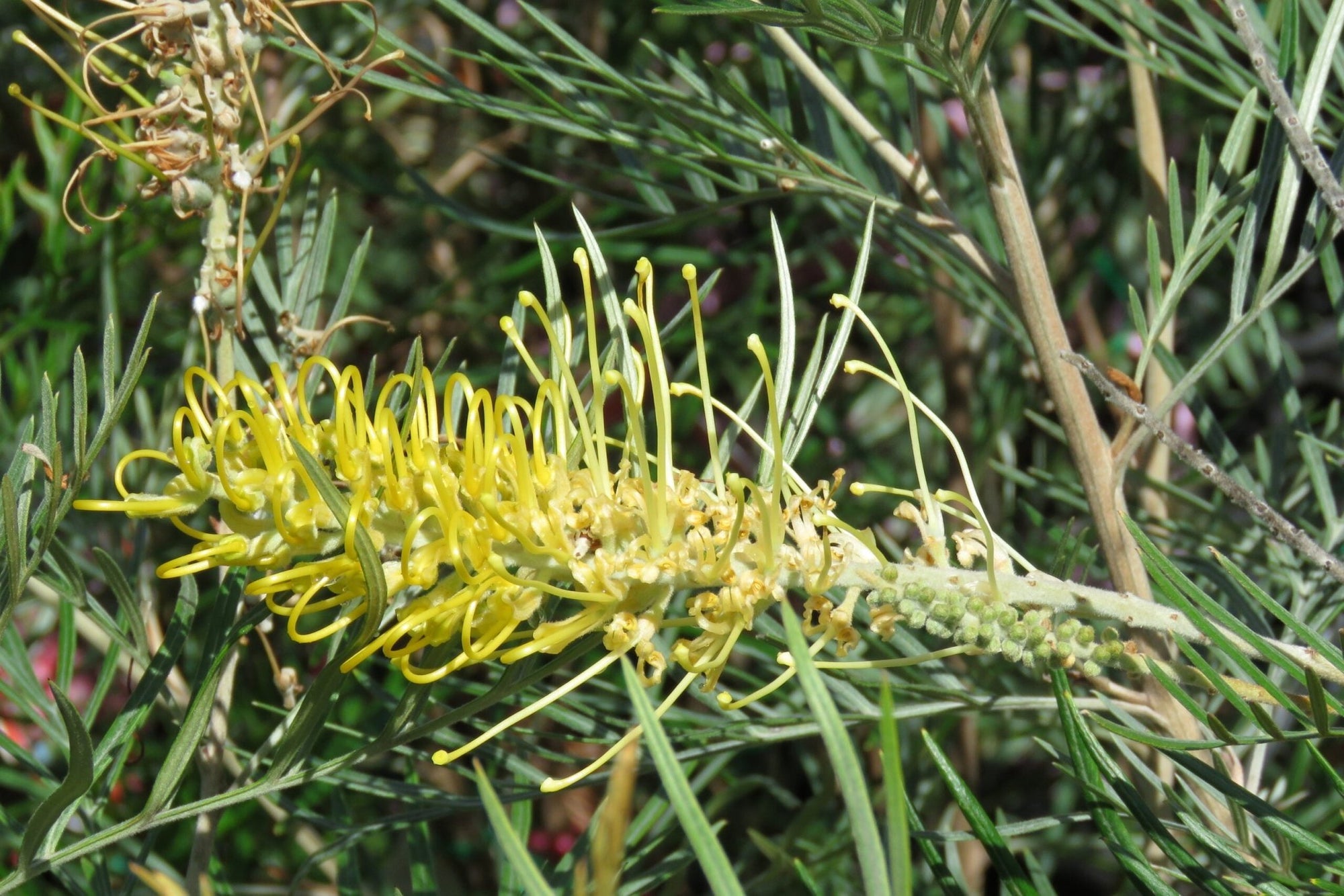 Grevillea Yamba Sunshine - Ladybird Nursery