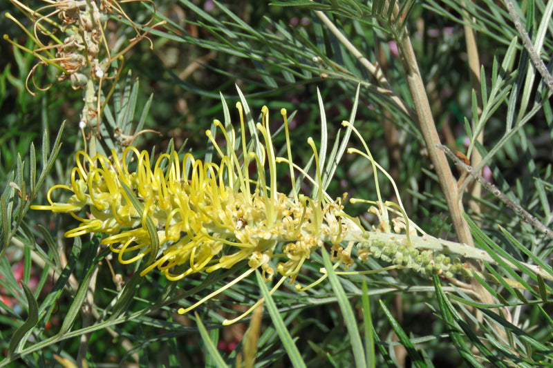 Grevillea Yamba Sunshine
