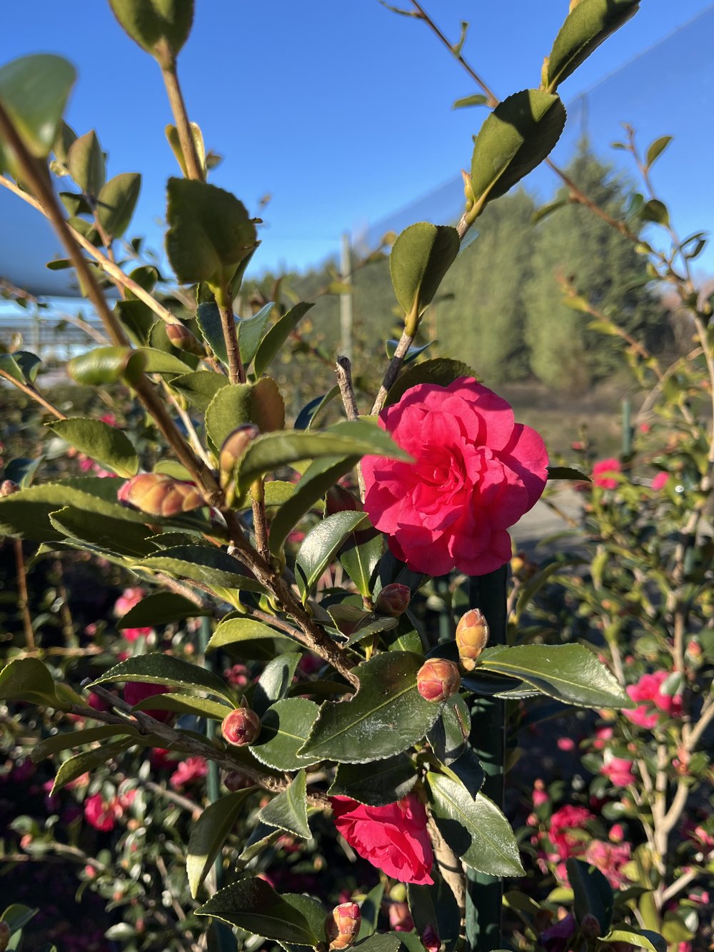 Sasanqua Camellia Exotic Jewel (Camellia sasanqua)