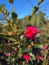 Sasanqua Camellia Exotic Jewel (Camellia sasanqua)