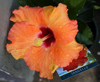 Hibiscus Klahanie Strawberry Crush - Ladybird Nursery