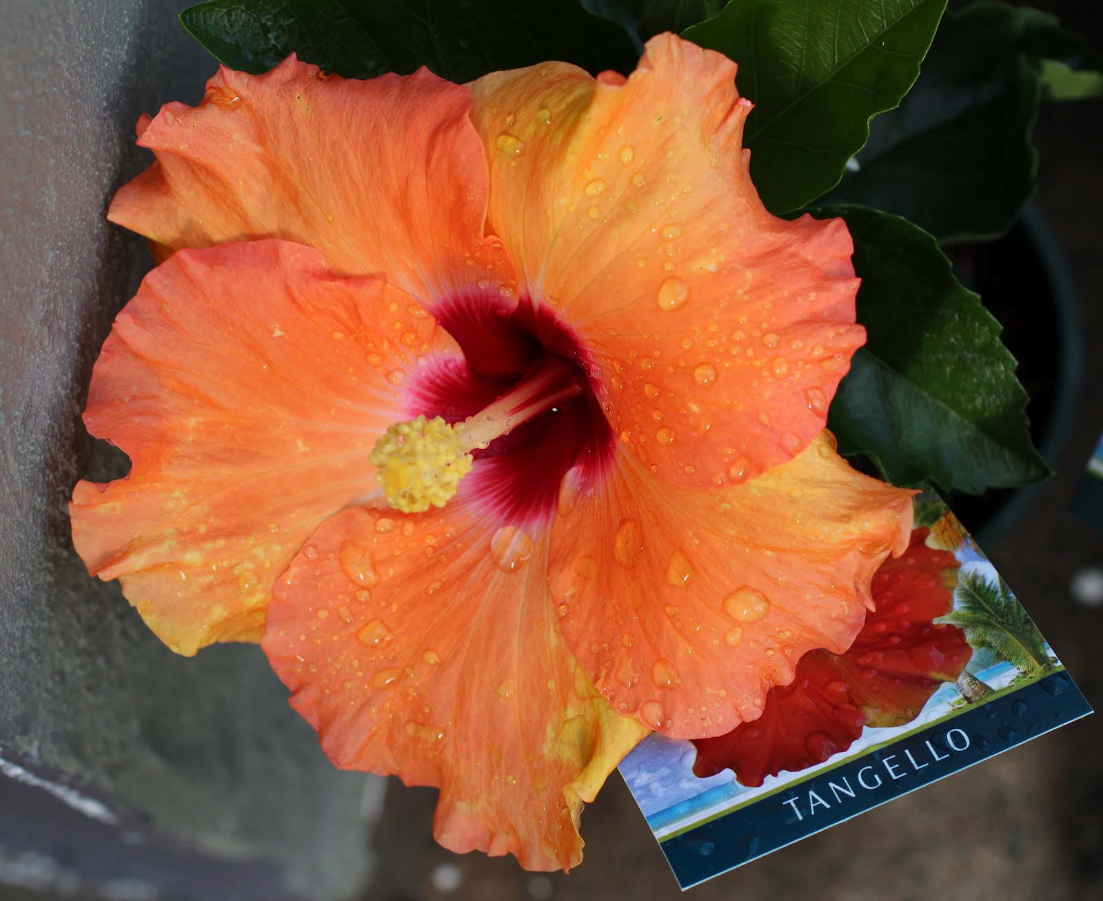 Hibiscus Klahanie Strawberry Crush - Ladybird Nursery