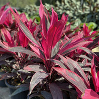 Cordyline John Klaus Red (Cordyline fruticosa) - Ladybird Nursery